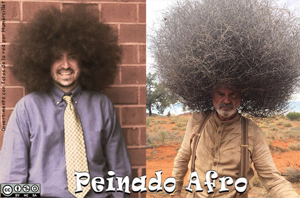 peinado afro