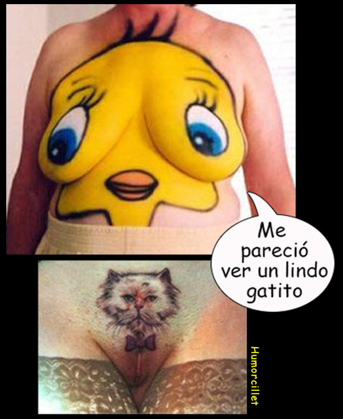 piolin gattito bo