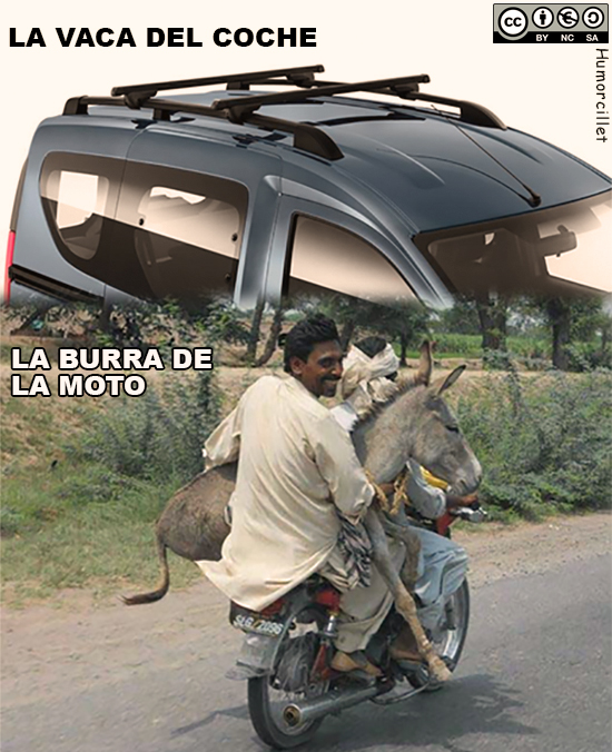 vaca coche