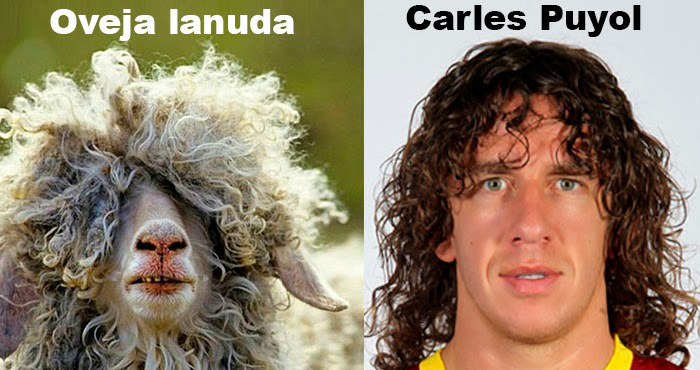 oveja-puyol