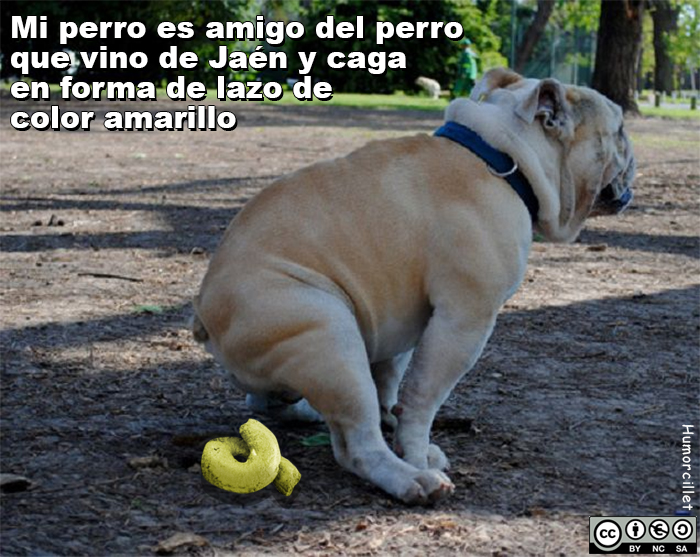 lazo amarillo caca